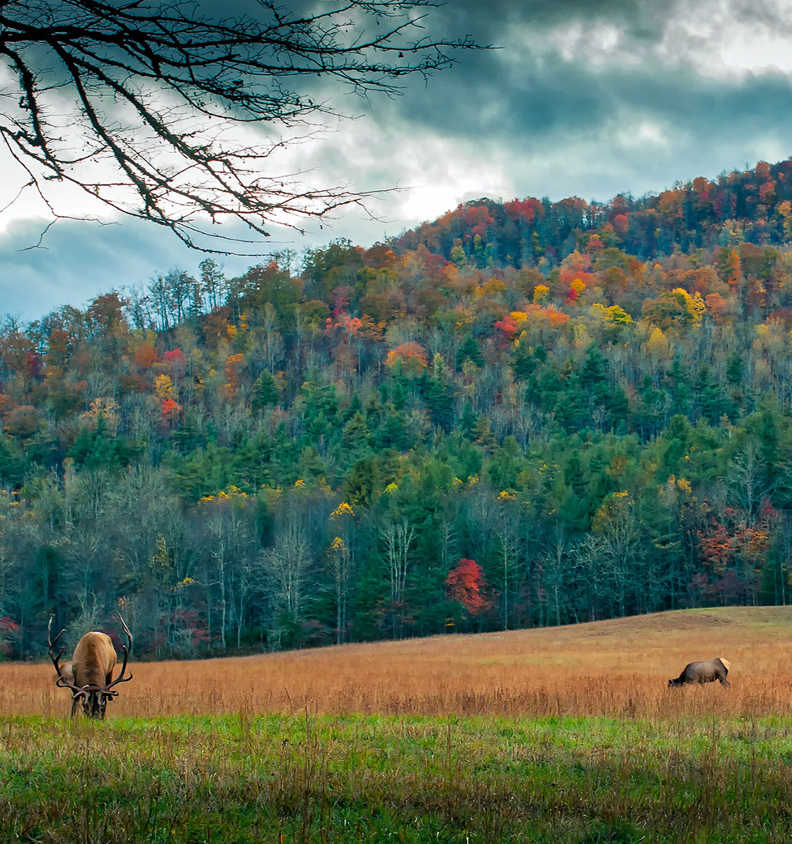 bryson city nc relocation information